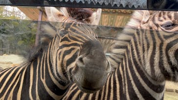 那須サファリパークに投稿された画像（2024/3/2）