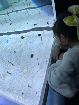 すみだ水族館に投稿された画像（2024/3/2）