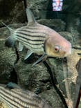 世界淡水魚園水族館　アクア・トトぎふに投稿された画像（2024/3/2）