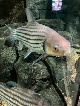 世界淡水魚園水族館　アクア・トトぎふに投稿された画像（2024/3/2）