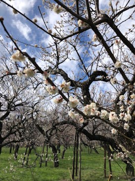 偕楽園本園に投稿された画像（2024/3/2）