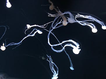 サンシャイン水族館に投稿された画像（2024/3/2）