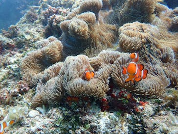 宮古島 ADVENTURE PiPi（ミヤコジマ アドベンチャー ピピ）に投稿された画像（2024/3/2）