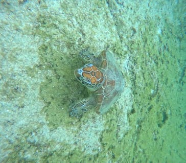 宮古島 ADVENTURE PiPi（ミヤコジマ アドベンチャー ピピ）に投稿された画像（2024/3/2）