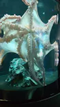 サンシャイン水族館に投稿された画像（2024/3/2）