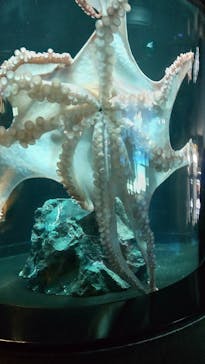 サンシャイン水族館に投稿された画像（2024/3/2）