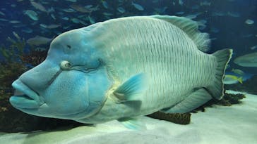 サンシャイン水族館に投稿された画像（2024/3/2）