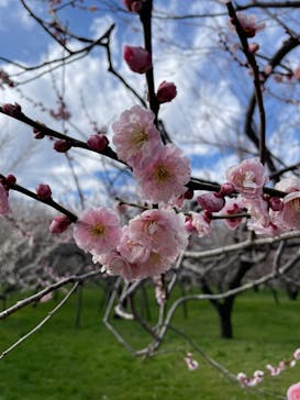 偕楽園本園に投稿された画像（2024/3/2）