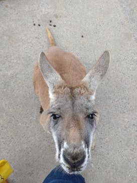 神戸どうぶつ王国に投稿された画像（2024/3/2）
