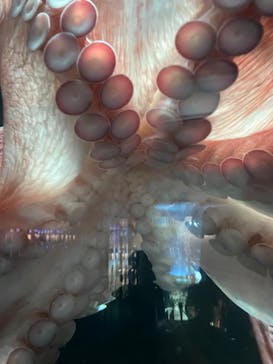 サンシャイン水族館に投稿された画像（2024/3/2）