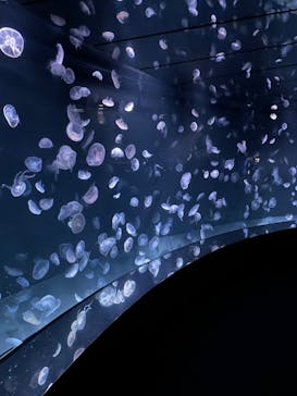 サンシャイン水族館に投稿された画像（2024/3/2）