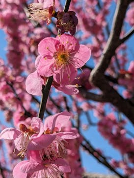 偕楽園本園に投稿された画像（2024/3/2）