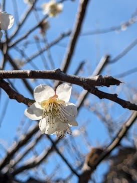 偕楽園本園に投稿された画像（2024/3/2）