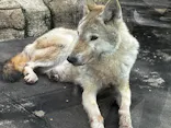 天王寺動物園に投稿された画像（2024/3/2）