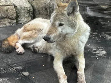 天王寺動物園に投稿された画像（2024/3/2）
