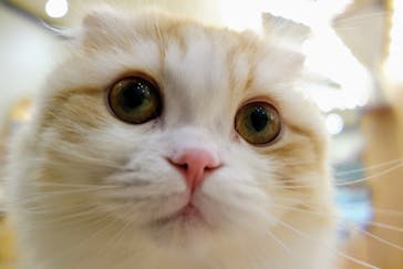 猫カフェモカ　イオンモール水戸内原店に投稿された画像（2024/3/1）