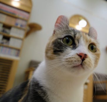 猫カフェモカ　イオンモール水戸内原店に投稿された画像（2024/3/1）