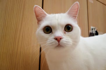 猫カフェモカ　イオンモール水戸内原店に投稿された画像（2024/3/1）