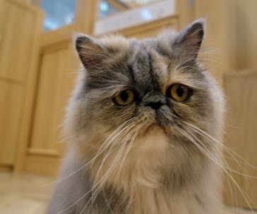 猫カフェモカ　イオンモール水戸内原店に投稿された画像（2024/3/1）