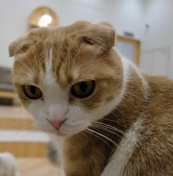 猫カフェモカ　イオンモール水戸内原店に投稿された画像（2024/3/1）