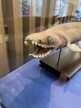 サンシャイン水族館に投稿された画像（2024/3/2）