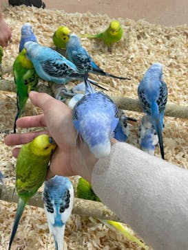 いきもの探検隊上尾に投稿された画像（2024/3/2）