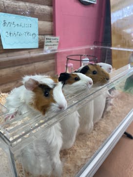 いきもの探検隊上尾に投稿された画像（2024/3/2）