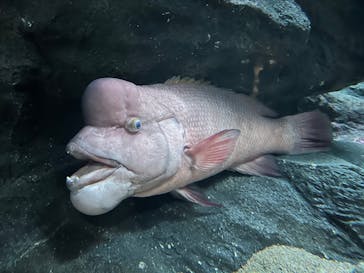 マリンワールド海の中道に投稿された画像（2024/3/2）