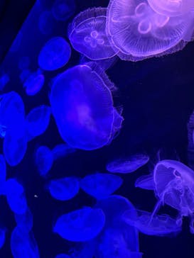 マリンワールド海の中道に投稿された画像（2024/3/2）