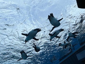 サンシャイン水族館に投稿された画像（2024/3/2）