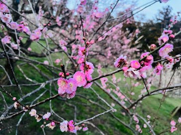 偕楽園本園に投稿された画像（2024/3/2）