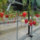 ICHIGOHOUSE.HITACHINAKAに投稿された画像（2024/3/2）