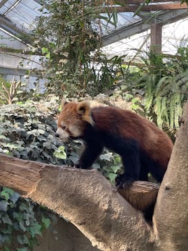 神戸どうぶつ王国に投稿された画像（2024/3/2）