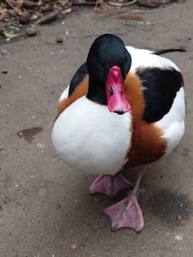 伊豆シャボテン動物公園に投稿された画像（2024/3/2）