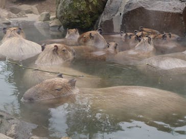 伊豆シャボテン動物公園に投稿された画像（2024/3/2）