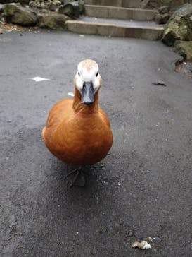 伊豆シャボテン動物公園に投稿された画像（2024/3/2）