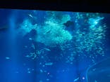 アクアワールド茨城県大洗水族館に投稿された画像（2024/3/2）