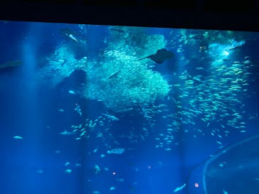 アクアワールド茨城県大洗水族館に投稿された画像（2024/3/2）