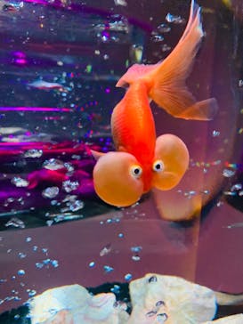 NARA KINGYO MUSEUMに投稿された画像（2024/3/2）