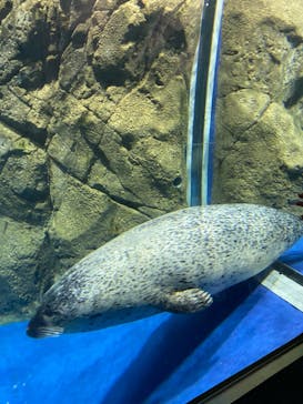 新江ノ島水族館に投稿された画像（2024/3/2）