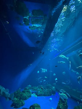 DMMかりゆし水族館に投稿された画像（2024/3/2）