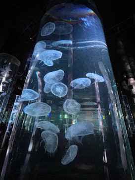 DMMかりゆし水族館に投稿された画像（2024/3/2）