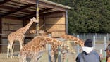 秋吉台自然動物公園 サファリランドに投稿された画像（2024/3/3）