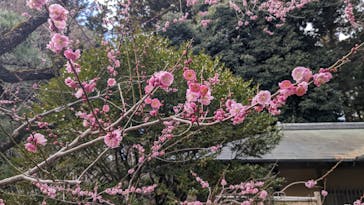 偕楽園本園に投稿された画像（2024/3/2）