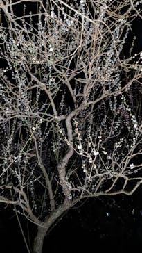 偕楽園本園に投稿された画像（2024/3/2）