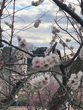 偕楽園本園に投稿された画像（2024/3/2）