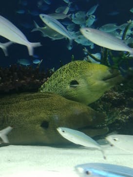 サンシャイン水族館に投稿された画像（2024/3/3）