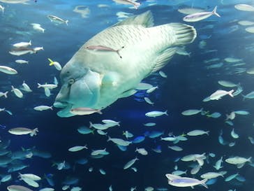 サンシャイン水族館に投稿された画像（2024/3/3）