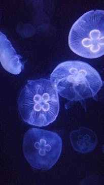 サンシャイン水族館に投稿された画像（2024/3/3）