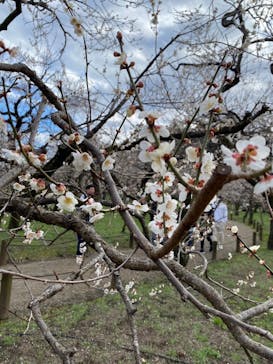 偕楽園本園に投稿された画像（2024/3/3）